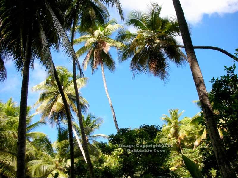 Calibishie Cove Hotel Bagian luar foto